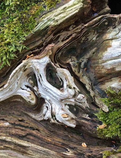 patterns-Cedar log moss2-LR