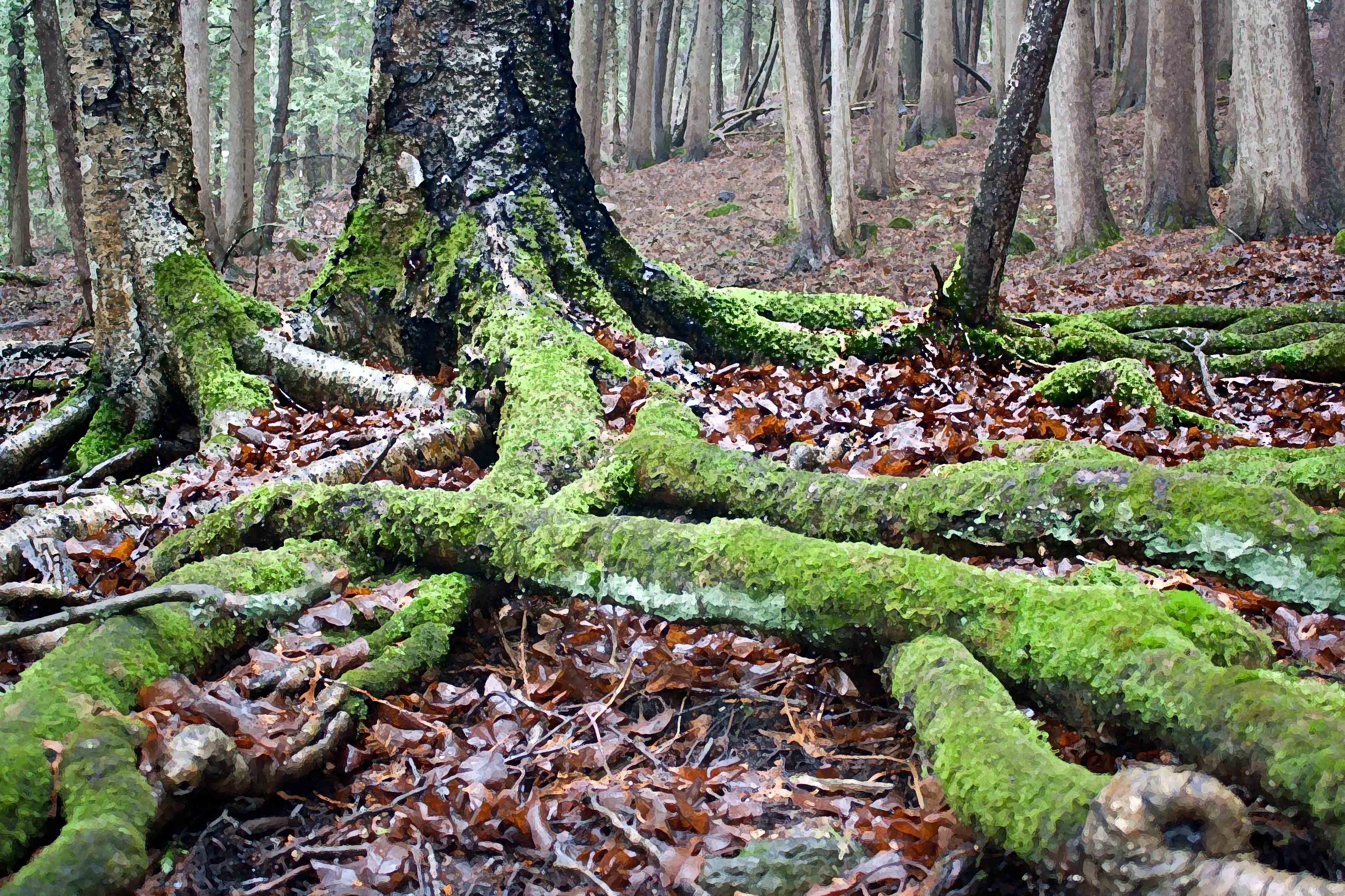 Tree yellow birch moss covered roots Apr DRYBR JC