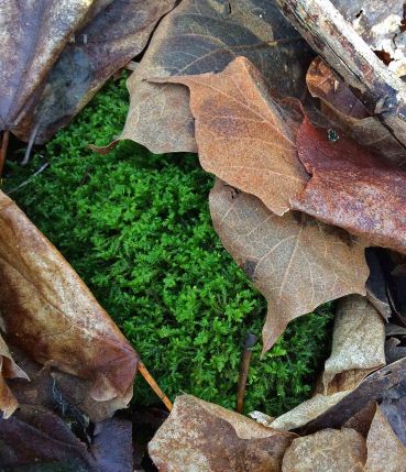 moss hiding under leaves